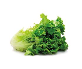 cos-lettuce